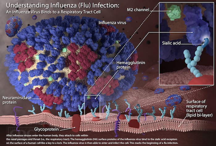Image of an Influenza Virus Binding to a Respiratory Tract Cell