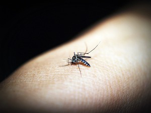 Photo of a mosquito on a human arm